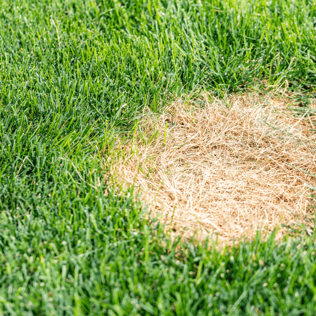 best time to water grass in hot weather
