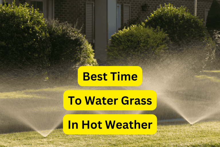 best time to water grass in hot weather